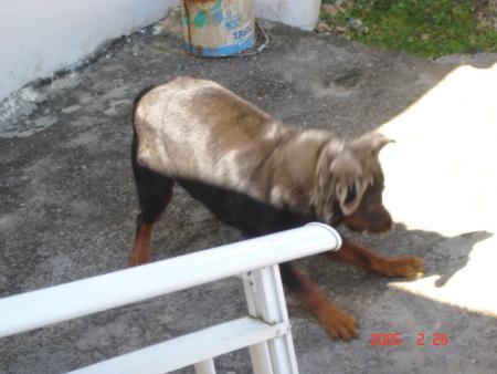 une chienne